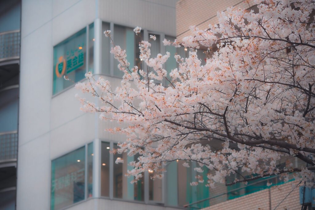 Sakura in Nakano