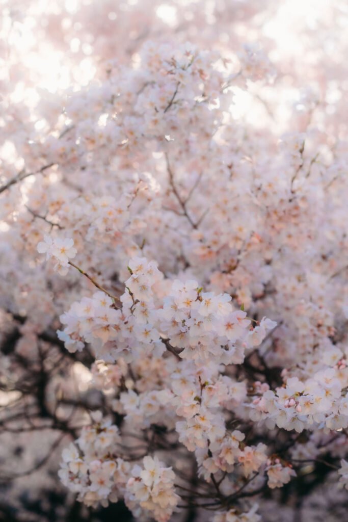 Cherry Blossom in Shinjuku